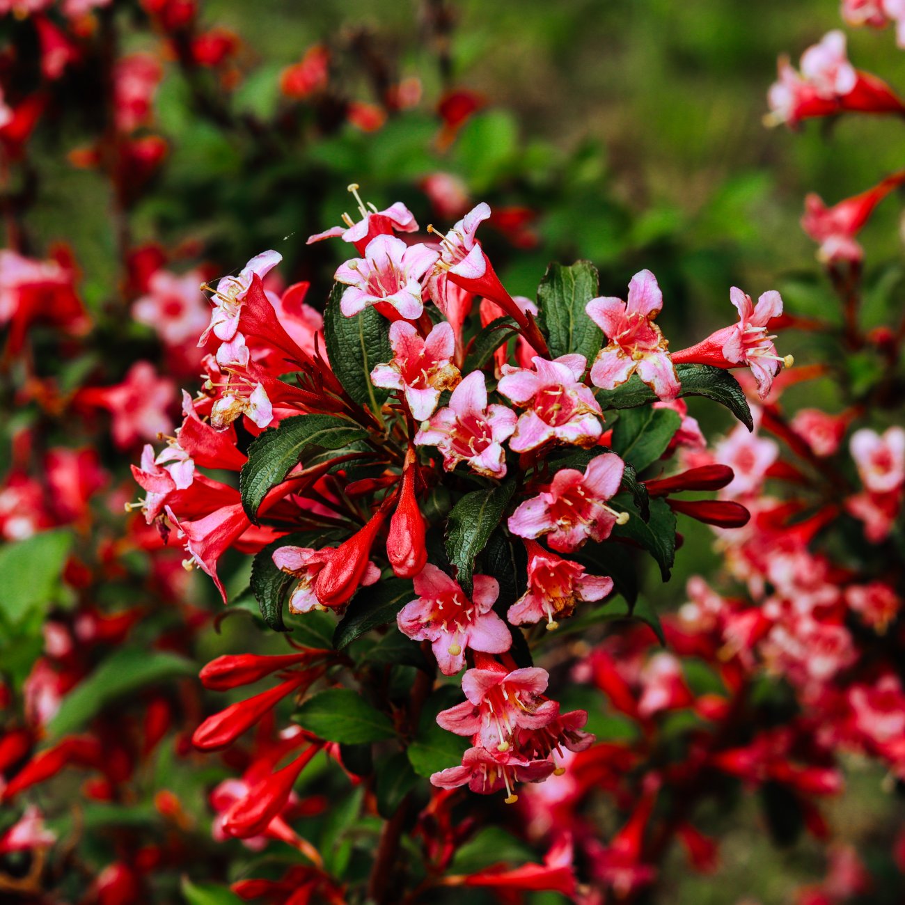 Obrázok Vajgela kvetnatá (Weigela florida) ´NEWPORT RED´ - výška 80-100 cm, kont. C30L/C45L